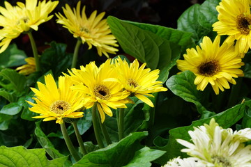 Close up of beautiful flower with nature background. The image contain certain grain or noise and soft focus.