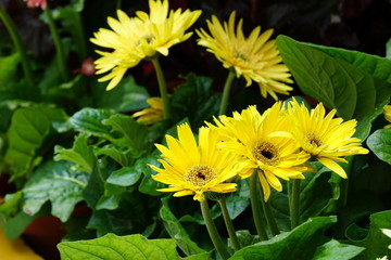 Close up of beautiful flower with nature background. The image contain certain grain or noise and soft focus.