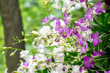 The abstract background of white purple orchids Dendrobium in the beautiful natural garden