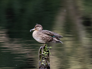Eurasian green-winged teal duck asleep on a pole 3