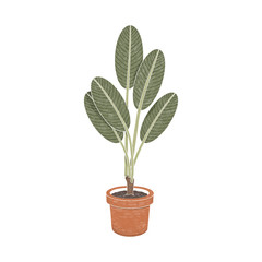 Houseplant. Hand painted image isolated on a white background.