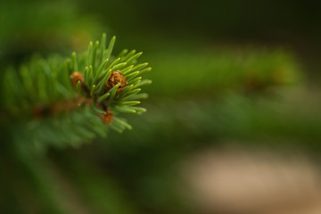 Closeup shot of spruce twig indoor with shallow focus