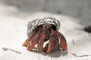 Paguroidea hermit crab coconut on sand in guadeloupe