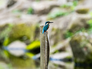 common kingfisher on pole in Japanese pond 1