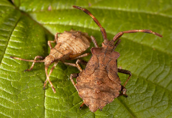 Macro shooting of insects. Out of town. Summer