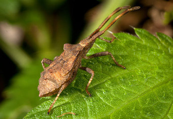 Macro shooting of insects. Out of town. Summer