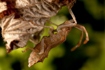 Macro shooting of insects. Out of town. Summer