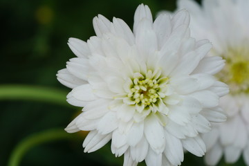Close up of beautiful flower with nature background. The image contain certain grain or noise and soft focus.