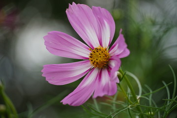 Obraz premium bee on a flower