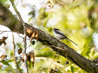 long-tailed bushtit perched in forest foliage 2