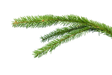 Small green spruce branch isolated on white background