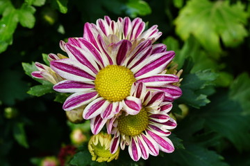 Obraz premium Close up of beautiful flower with nature background. The image contain certain grain or noise and soft focus.