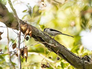 long-tailed bushtit perched in forest foliage 1