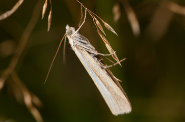 Macro shooting of insects. Out of town. Summer