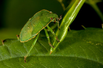 Macro shooting of insects. Out of town. Summer