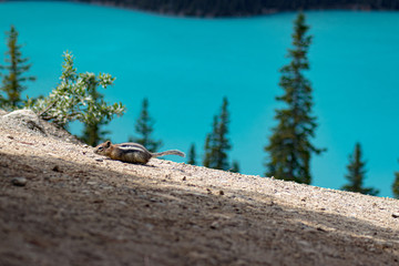 Ecureuil qui se balade au lac peyto