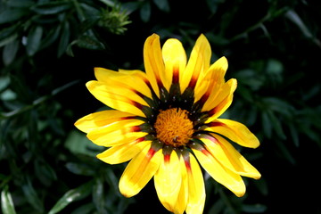closeup of yellow flower