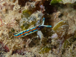 Underwater shoot of Thuridilla hopei - Sacoglossan sea slug from Mediterranean sea