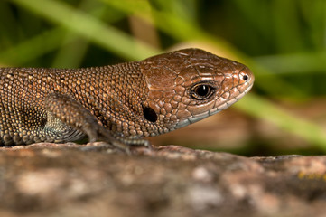 Lizard portrait.Summer day. In grass