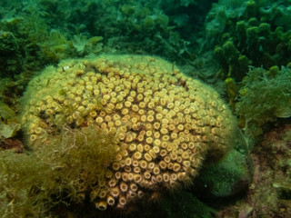 Cushion coral - Cladocora caespitosa coral reef, Slovenia, Fiesa, Piran