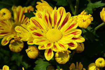 Close up of beautiful flower with nature background. The image contain certain grain or noise and soft focus.