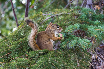 Ecureuil sur un arbre aux lacs canadiens dans l'alberta