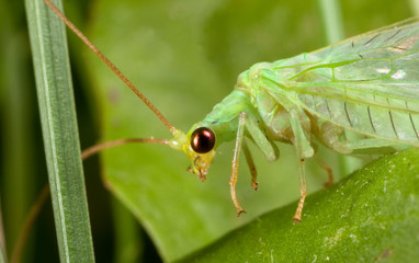 Macro shooting of insects. Out of town. Summer