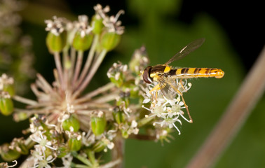 Macro shooting of insects. Out of town. Summer