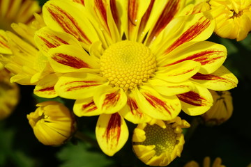 Close up of beautiful flower with nature background. The image contain certain grain or noise and soft focus.