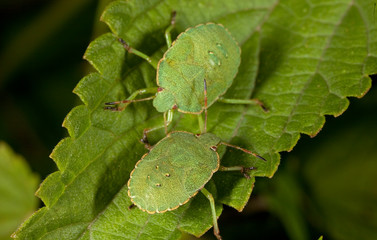 Macro shooting of insects. Out of town. Summer