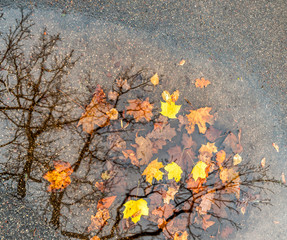 Motifs of late autumn with maple leaves and reflections in puddle