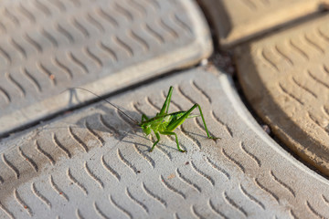 Green grasshopper insect close-up on the pavement