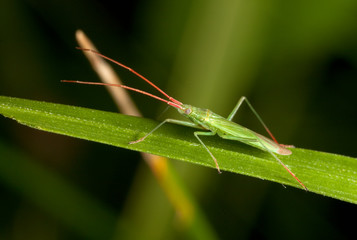 Macro shooting of insects. Out of town. Summer
