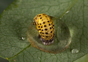 Macro shooting of insects. Out of town. Summer