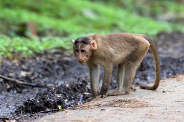 Obraz premium Adult monkeys sits and eating tree leaf in the forest showing emotions to other monkey Sanjay Gandhi National Park Mumbai Maharashtra India.