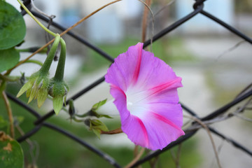 Purple bindweed flower, Morning-glory plant, Grid background
