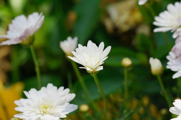 Fototapeta premium Close up of beautiful flower with nature background. The image contain certain grain or noise and soft focus.