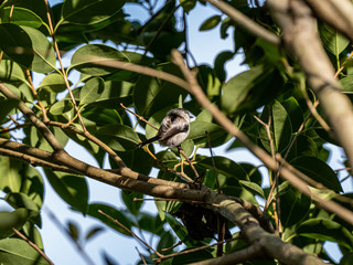 long-tailed bushtit perched in forest foliage 6