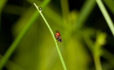 Macro shooting of insects. Out of town. Summer