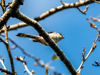 long-tailed bushtit perched in forest branches 2