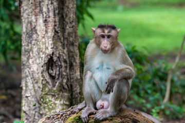 Adult monkeys sits and eating  tree leaf in the forest showing emotions to other monkey Sanjay Gandhi National Park  Mumbai  Maharashtra India.