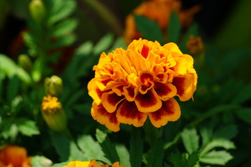 Close up of beautiful flower with nature background. The image contain certain grain or noise and soft focus.