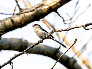 long-tailed bushtit perched in forest branches 4