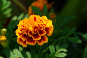 Close up of beautiful flower with nature background. The image contain certain grain or noise and soft focus.