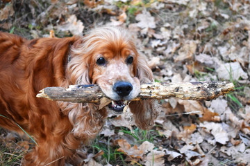 Dog nibbles a stick, Brown cocker spaniel in forest