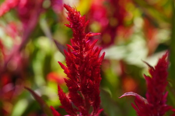 Close up of beautiful flower with nature background. The image contain certain grain or noise and soft focus.