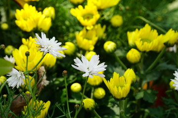 Close up of beautiful flower with nature background. The image contain certain grain or noise and soft focus.