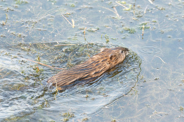 Nutria in der Mosel
