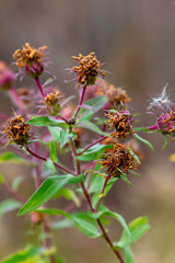 Dried Bloom Heads