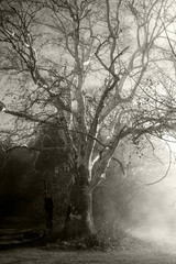 Baum im Nebel schwarz / weiß